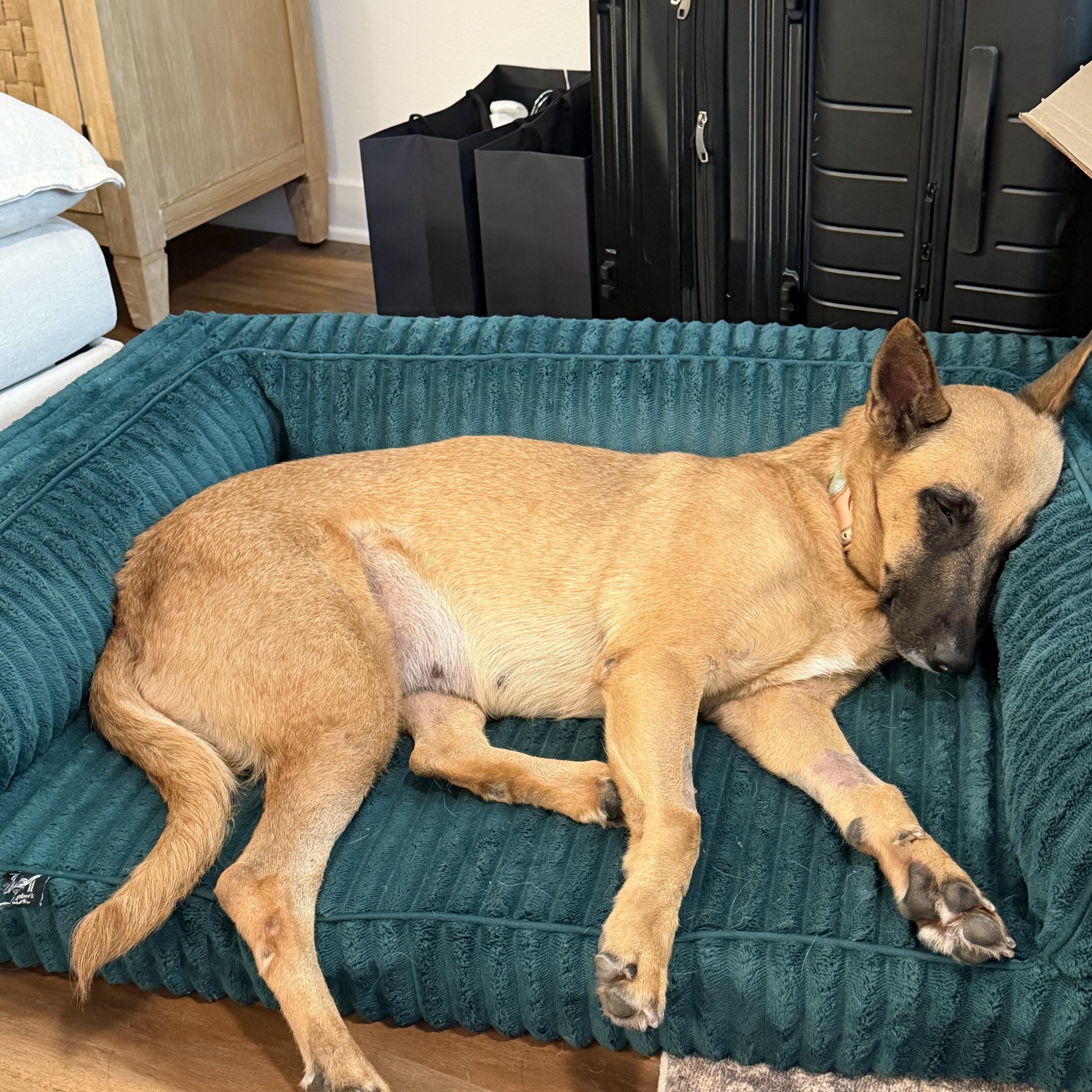 Enlarge Nona, a Adoptable mixed breed in Van Nuys, CA image 2/5
