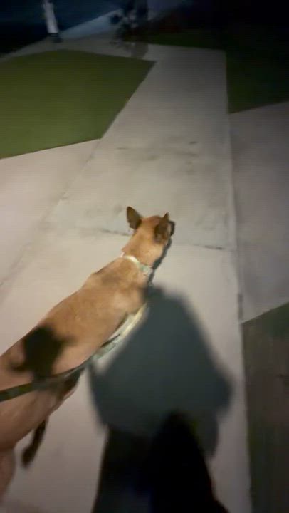 Enlarge Nona, a Adoptable mixed breed in Van Nuys, CA video 5/5