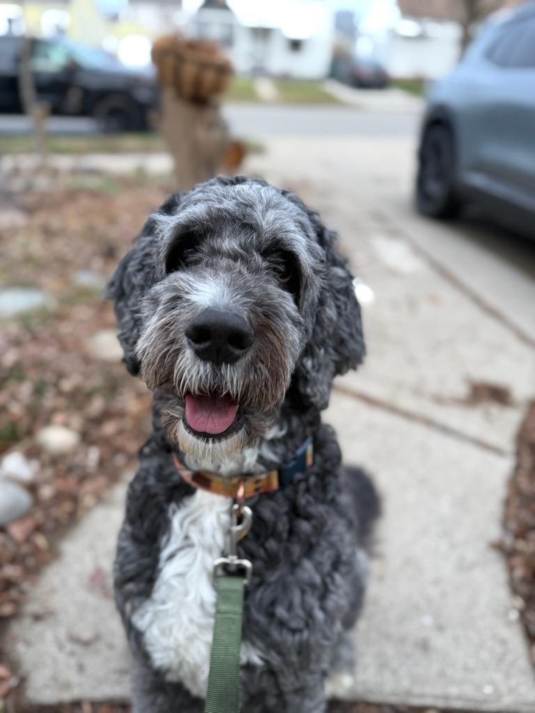 Sprocket, adopted, Adult Male Bernadoodle.