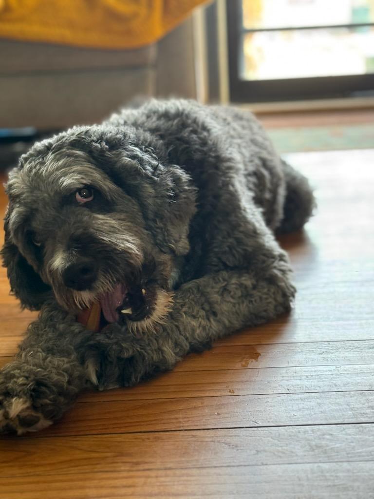 Sprocket, an adopted Bernadoodle in Garden City, MI image 4/4