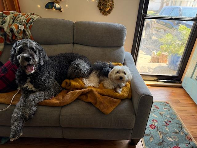 Sprocket, an adopted Bernadoodle in Garden City, MI image 3/4