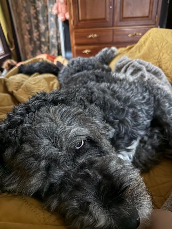 Sprocket, an adopted Bernadoodle in Garden City, MI image 2/4