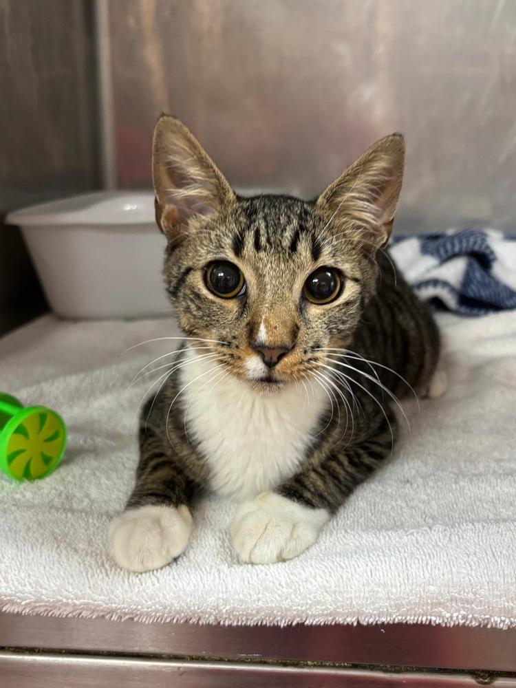 Silly Scooter, Adoptable, Kitten Male Domestic Short Hair.