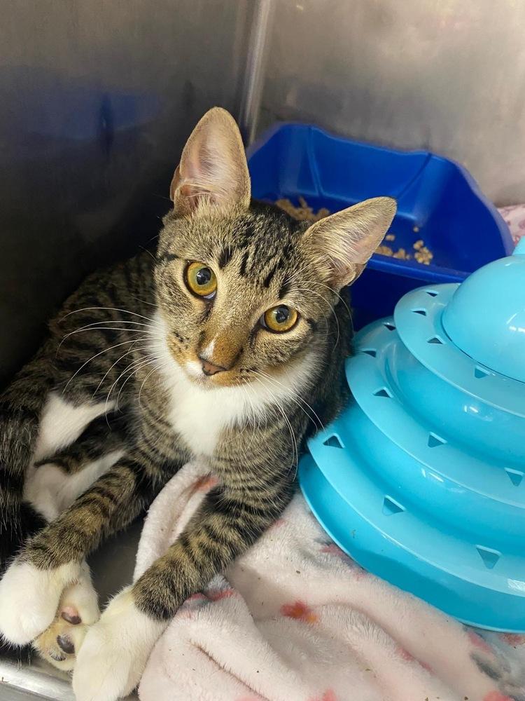 Silly Scooter, a Adoptable Domestic Short Hair in Randolph, MA image 2/2