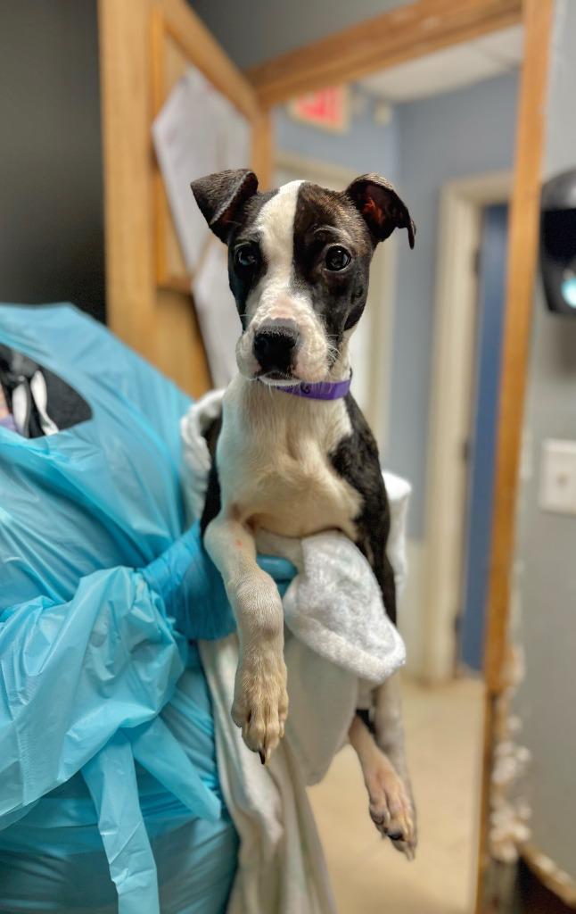 Enlarge Fireworks, a Adoptable mixed breed in Chillicothe, OH image 1/1