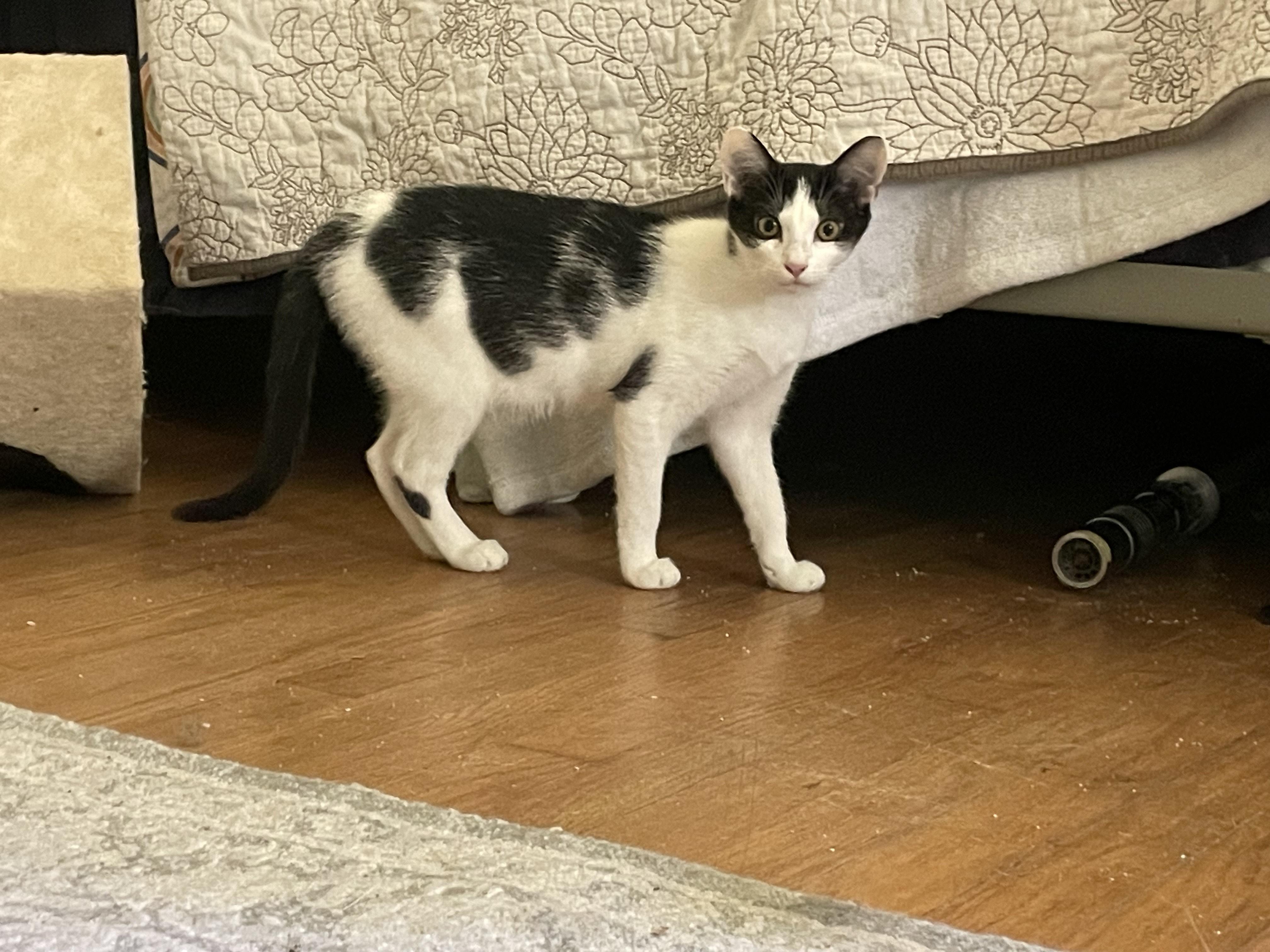 Spot, Young Female Tuxedo