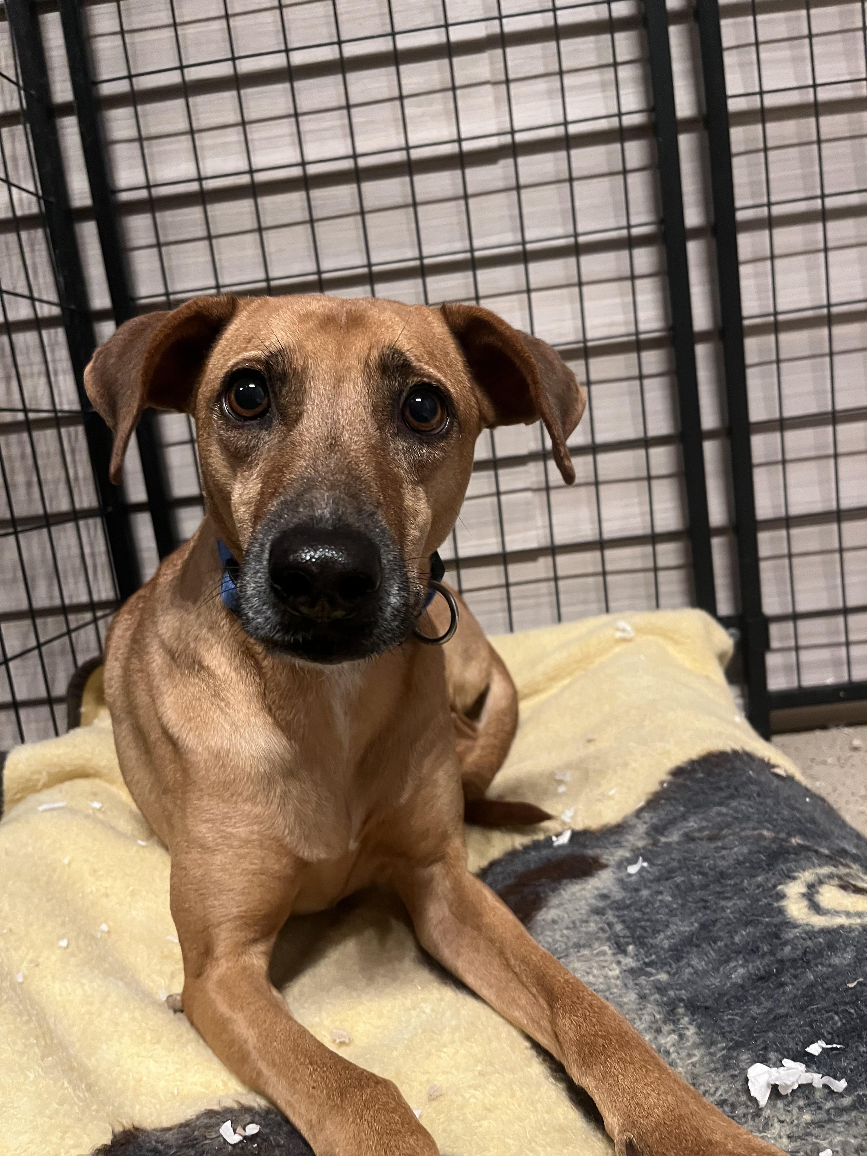 Enlarge Henry, a ADOPTABLE mixed breed in Montreal, QC image 3/4