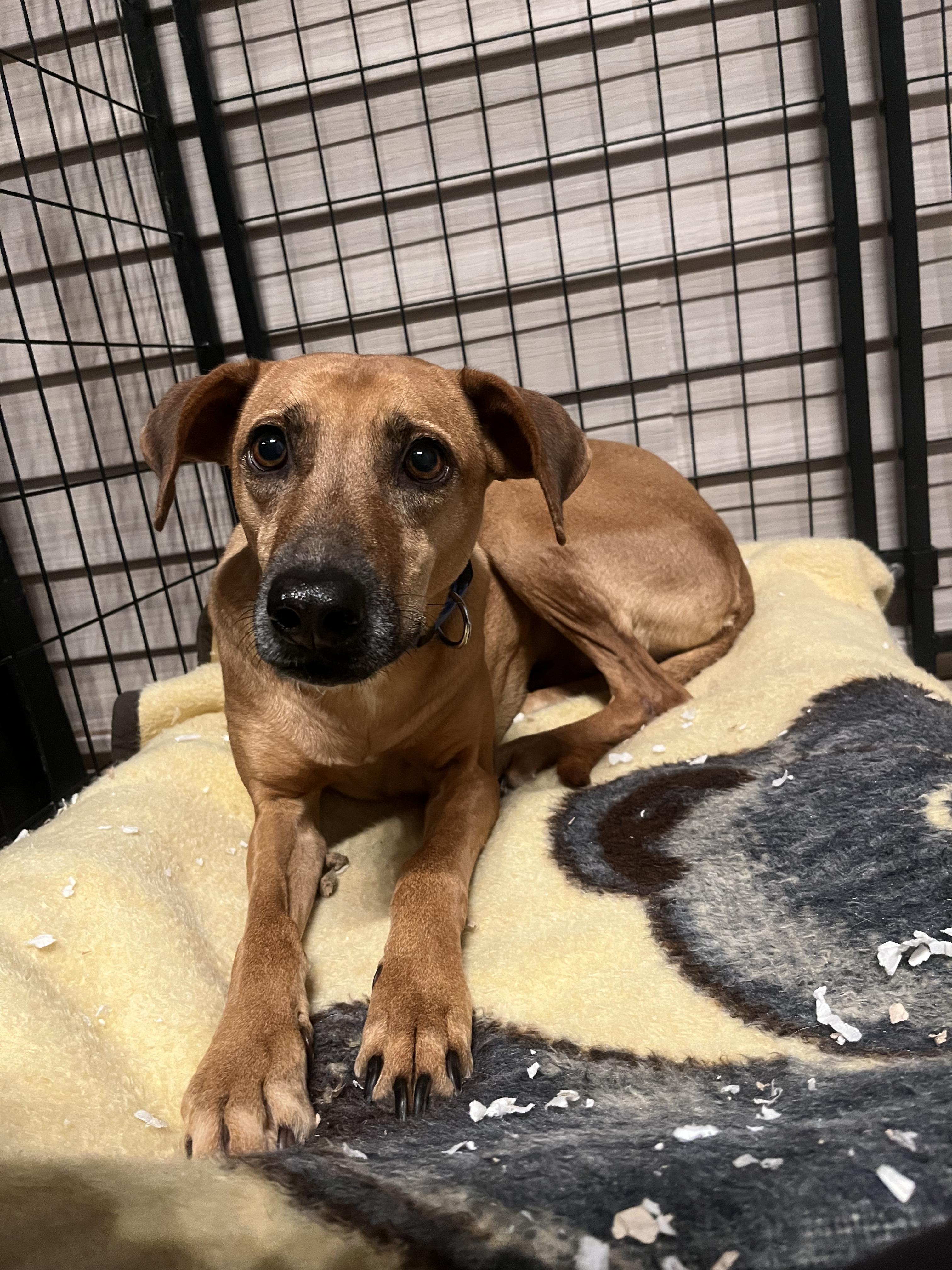 Enlarge Henry, a ADOPTABLE mixed breed in Montreal, QC image 2/4