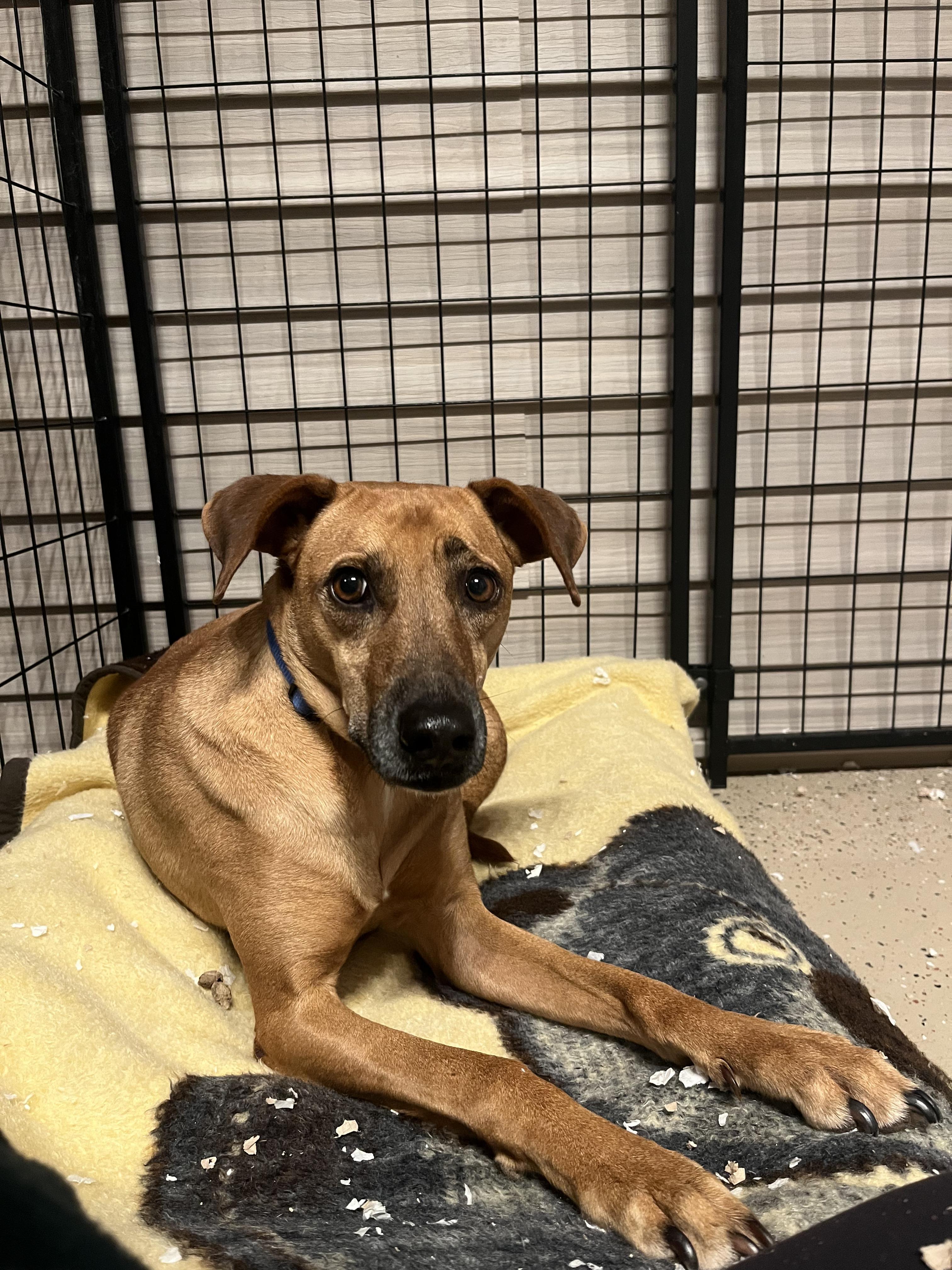 Henry, ADOPTABLE, Adult Male German Shepherd Dog.