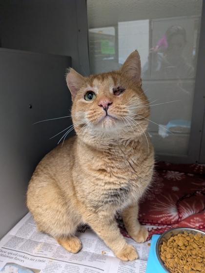 Meowi, Adoptable, Adult Male Domestic Short Hair & Domestic Short Hair.