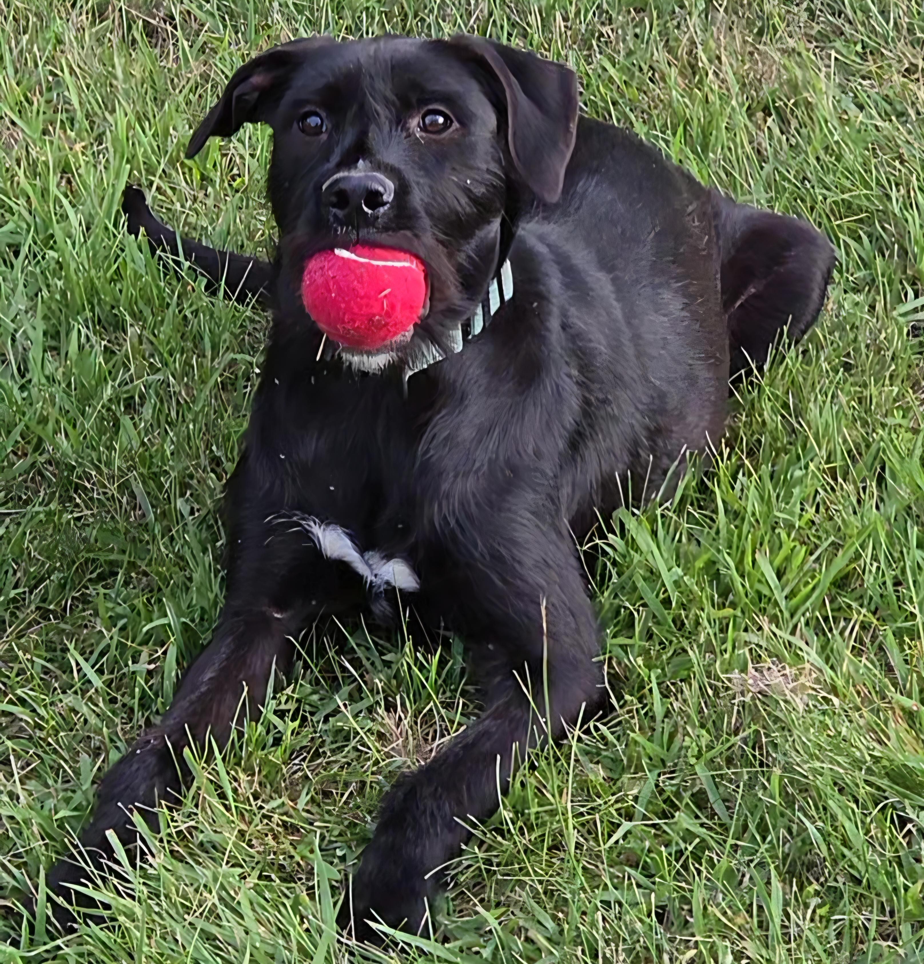 Cheezy, a ADOPTABLE mixed breed in LaGrange, IN image 5/6