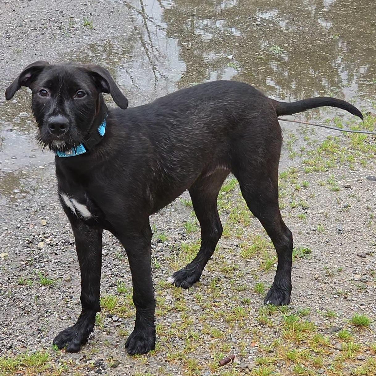 Cheezy, a ADOPTABLE mixed breed in LaGrange, IN image 3/6