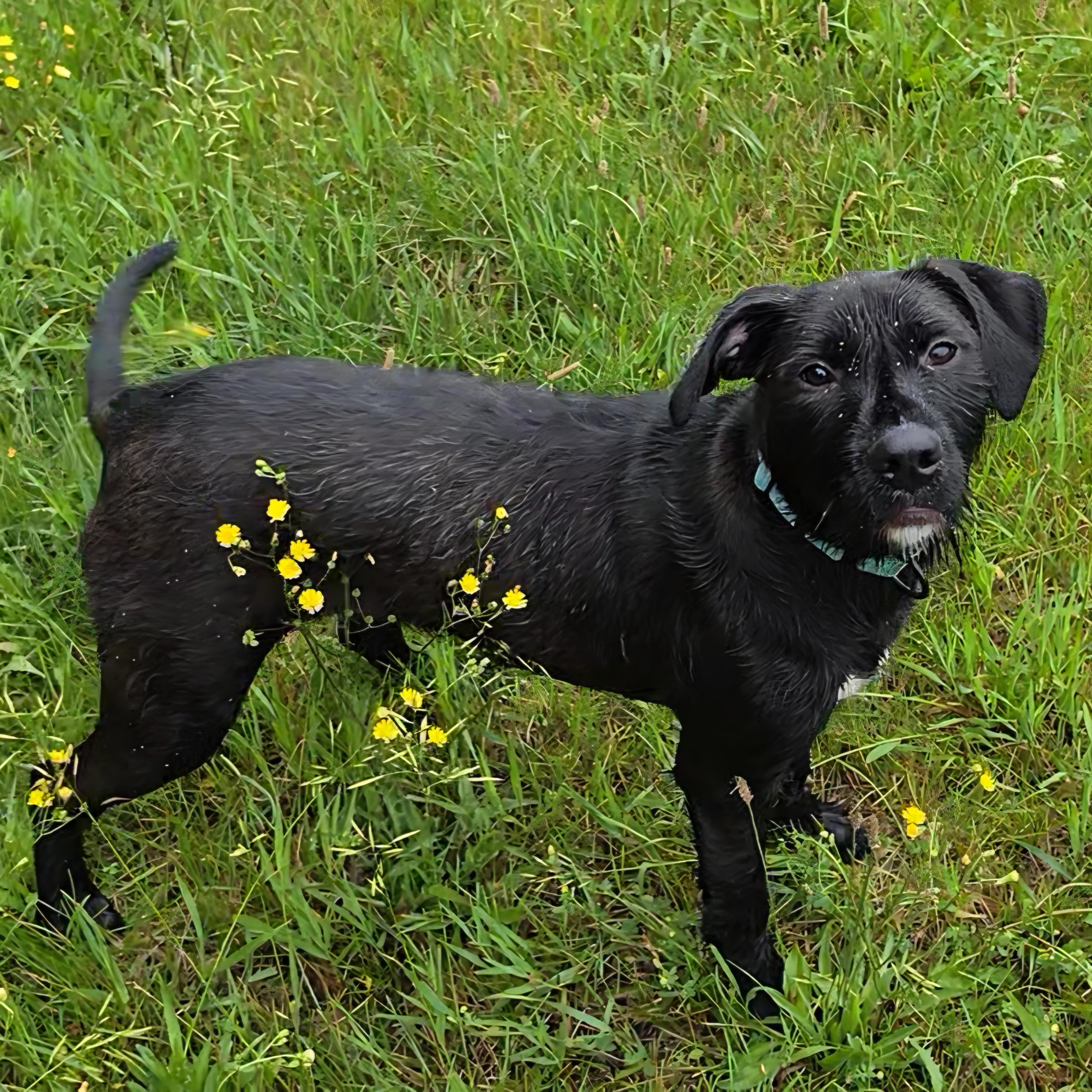 Cheezy, a ADOPTABLE mixed breed in LaGrange, IN image 3/6