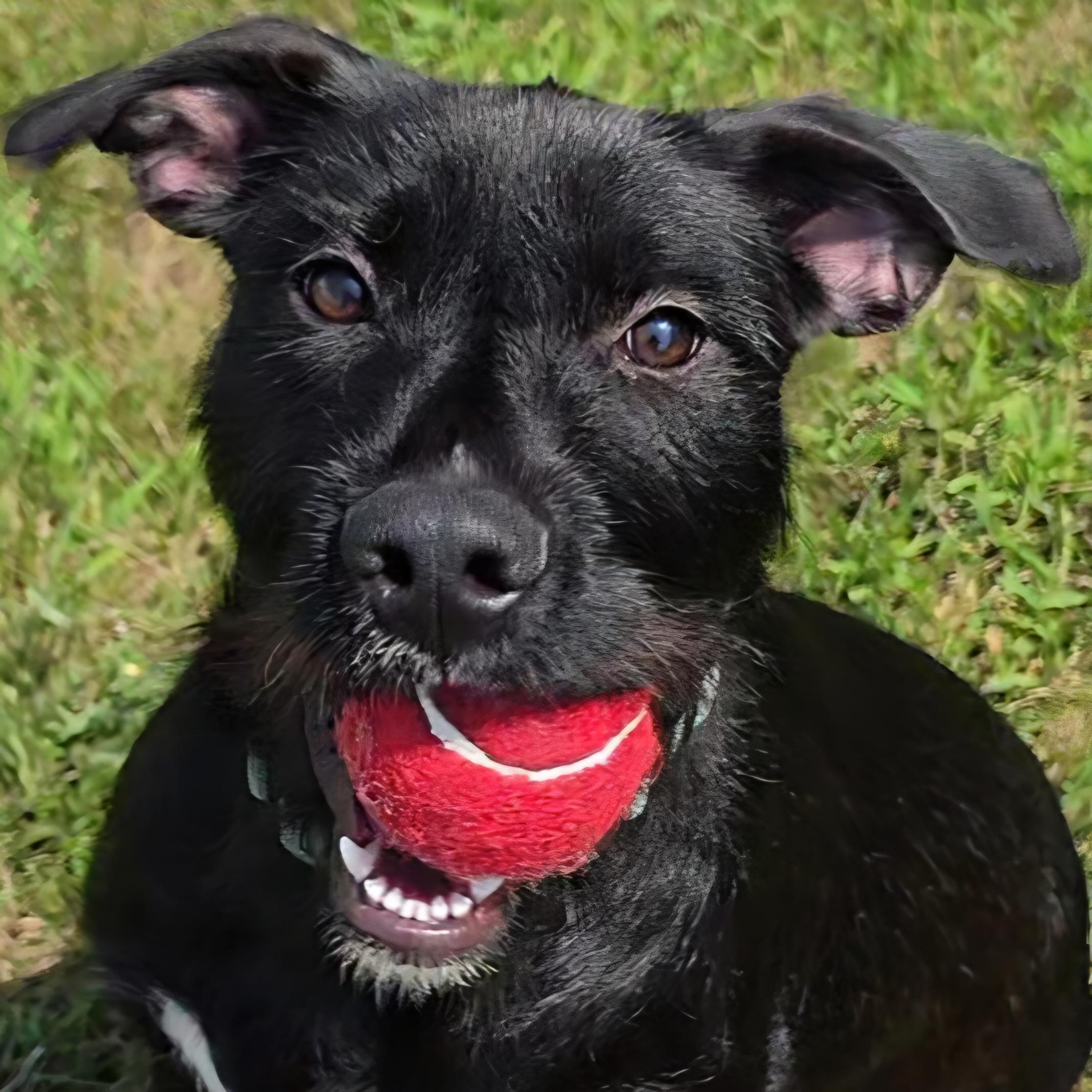Cheezy, a ADOPTABLE mixed breed in LaGrange, IN image 1/6