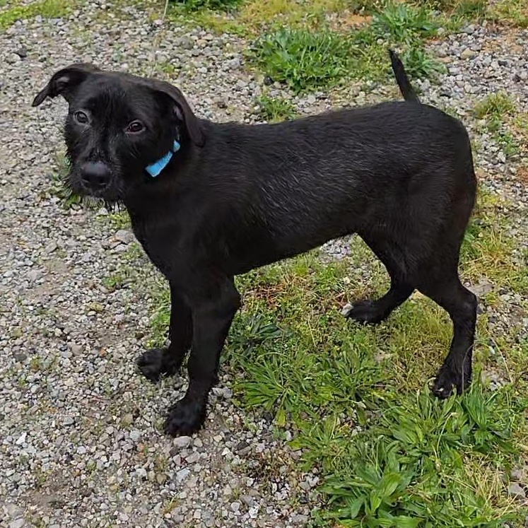 Cheezy, a ADOPTABLE mixed breed in LaGrange, IN image 4/6