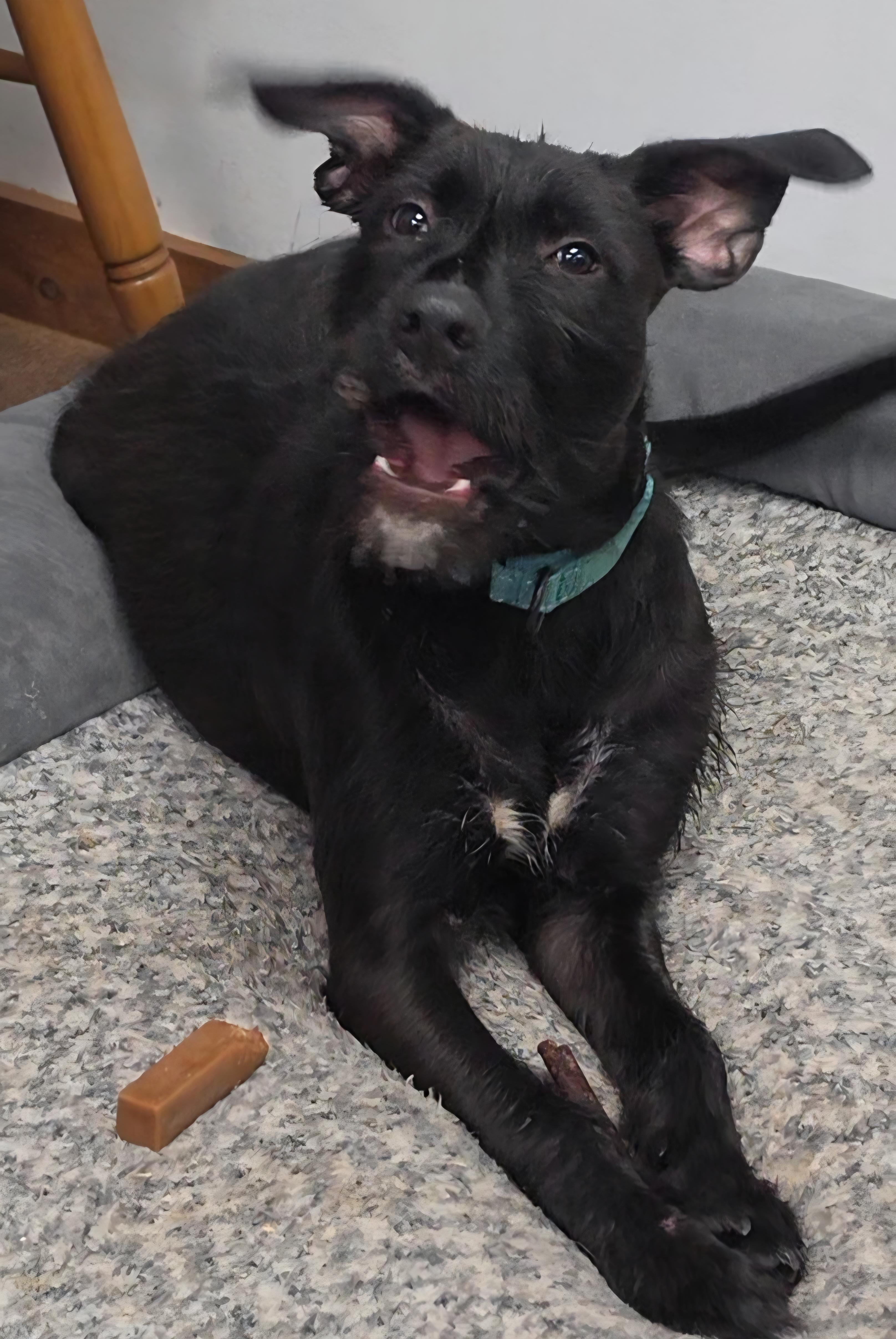 Cheezy, a ADOPTABLE mixed breed in LaGrange, IN image 2/6