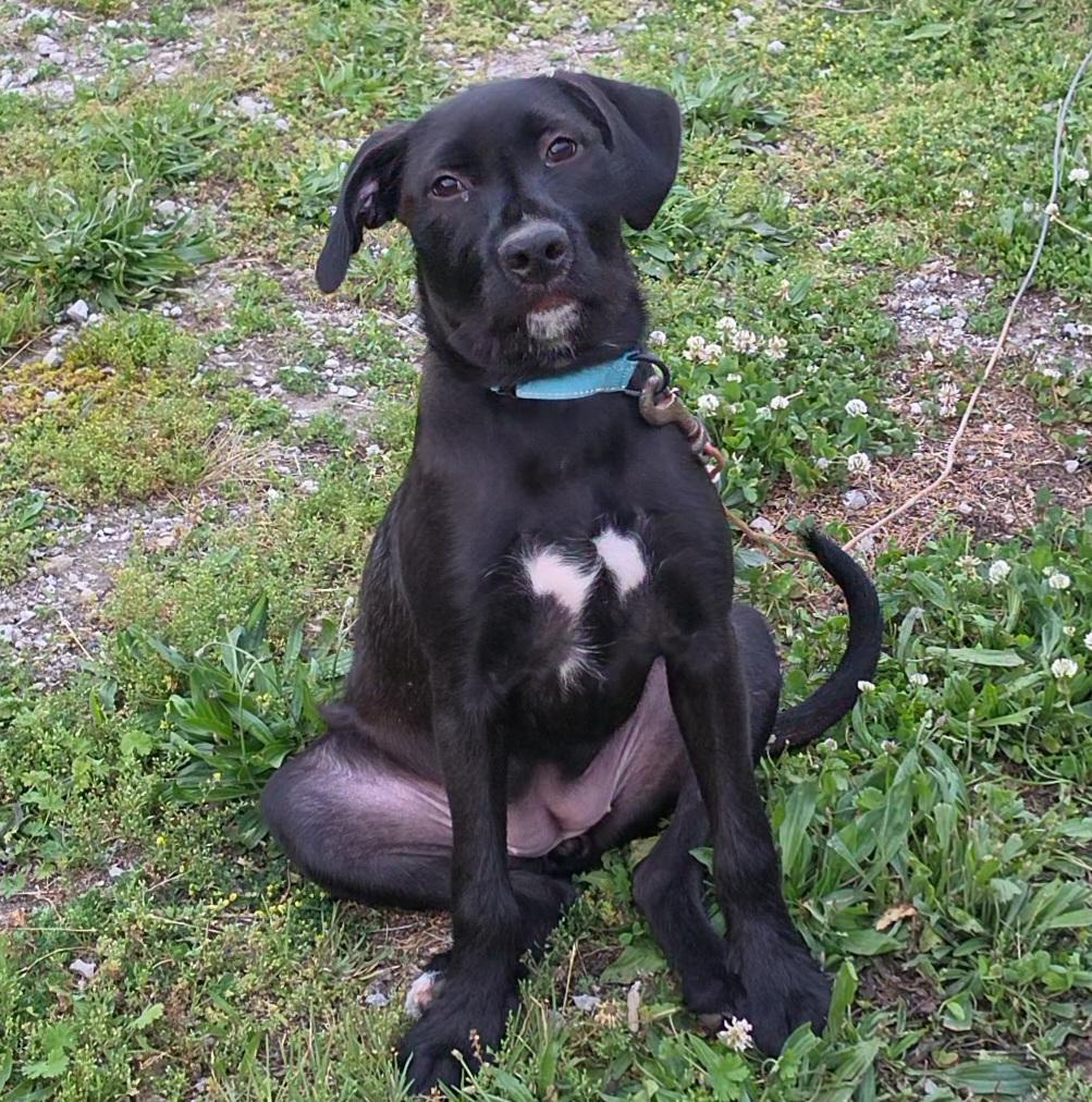 Cheezy, ADOPTABLE, Puppy Female Black Labrador Retriever & Goldendoodle.