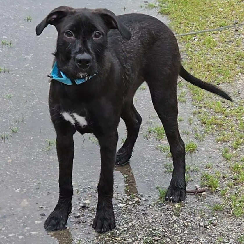 Cheezy, a ADOPTABLE mixed breed in LaGrange, IN image 5/6