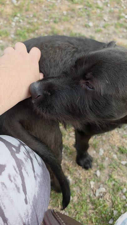 Enlarge Cheezy, a ADOPTABLE mixed breed in LaGrange, IN video 4/6