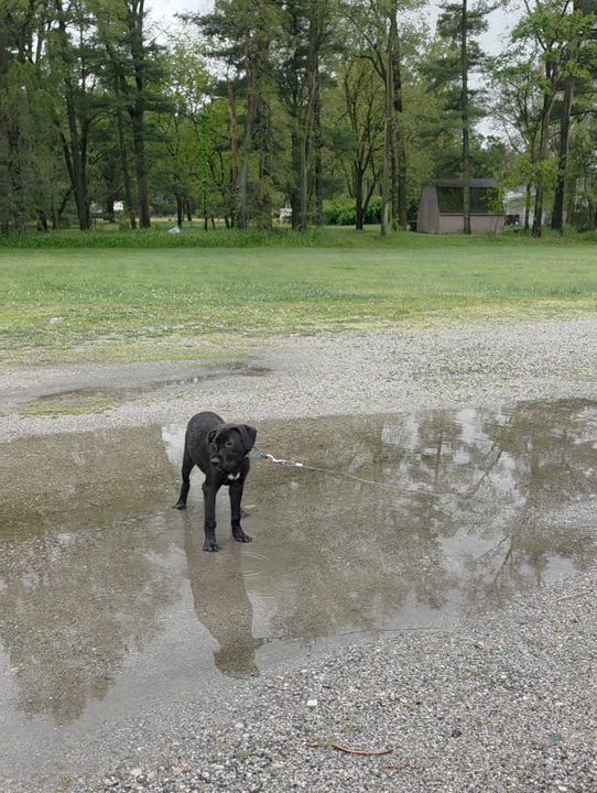 Enlarge Cheezy, a ADOPTABLE mixed breed in LaGrange, IN video 6/6
