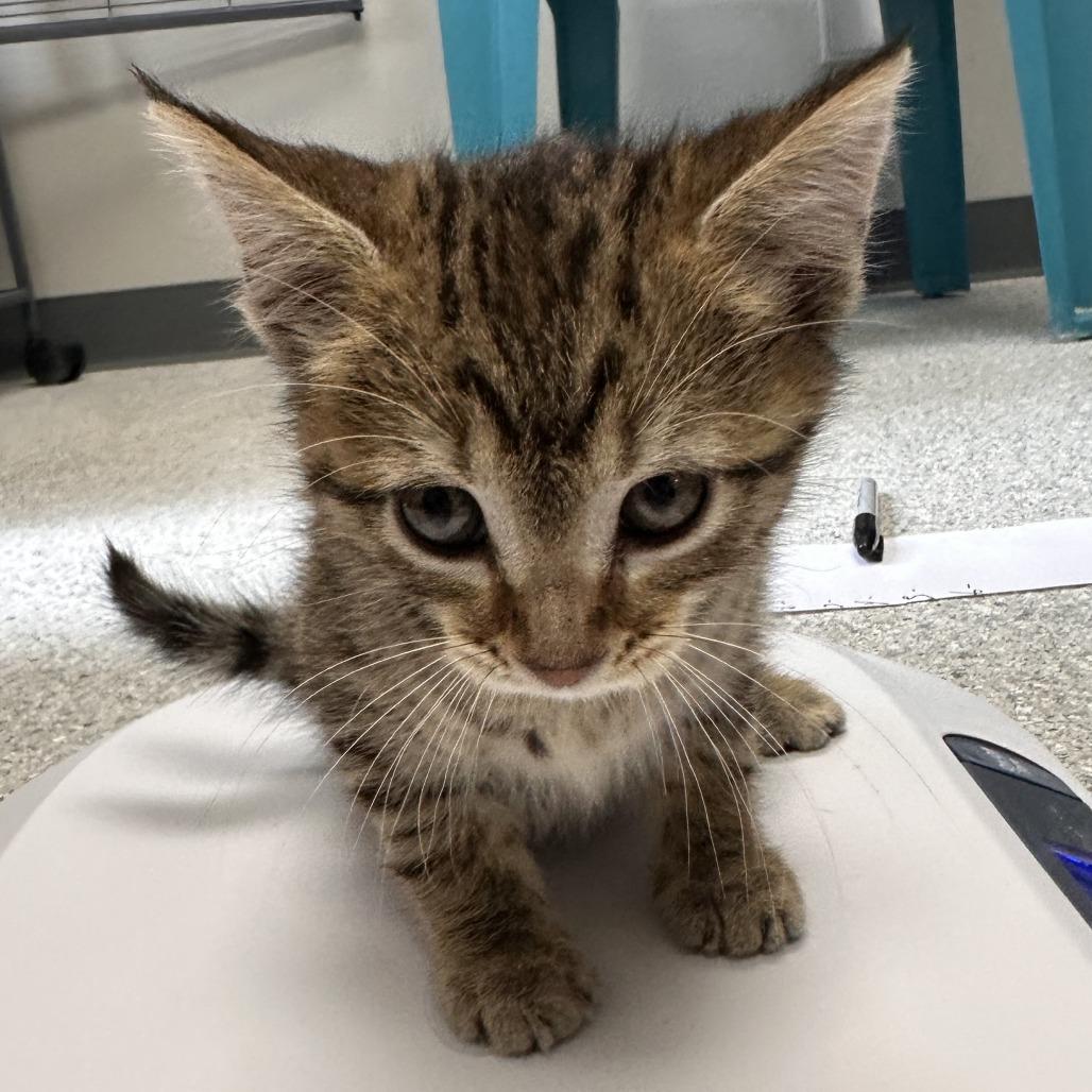 Carnita, Adoptable, Kitten Female Domestic Short Hair.