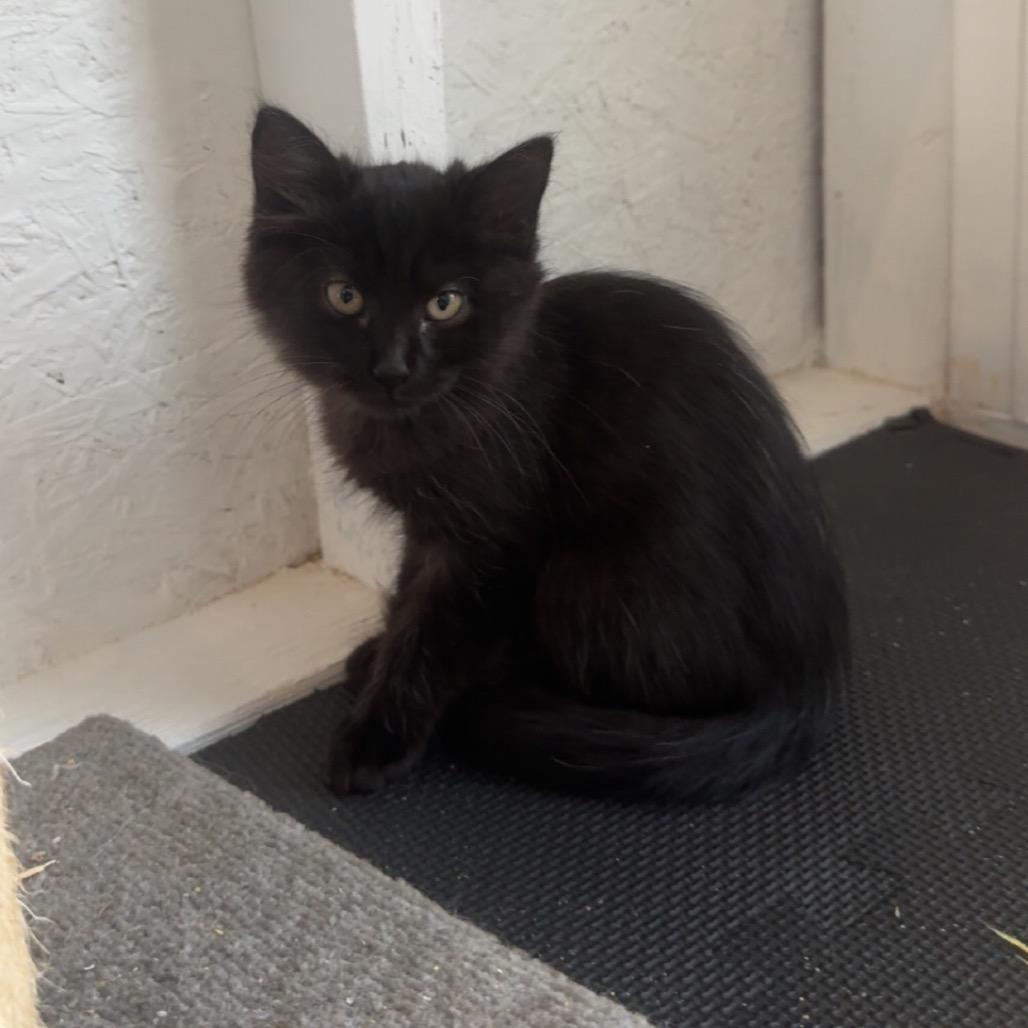 Scout A25-243, Adoptable, Kitten Male Domestic Medium Hair & Domestic Medium Hair.