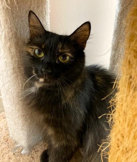 Pixie, Adoptable, Adult Female Domestic Medium Hair.