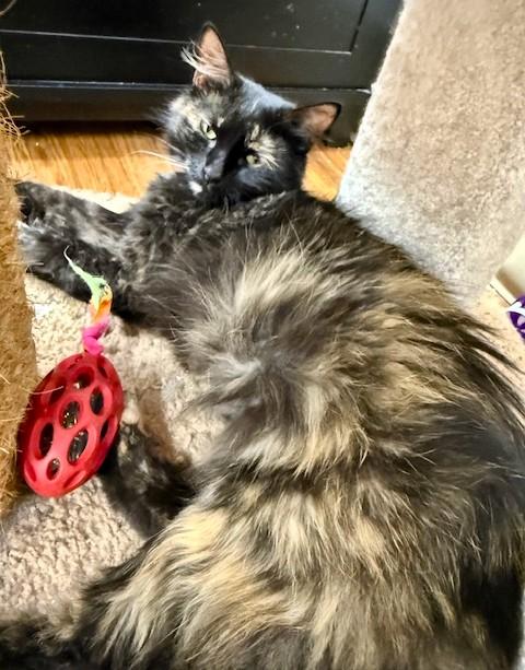 Enlarge Pixie, a Adoptable Domestic Medium Hair in Medina, OH image 1/2