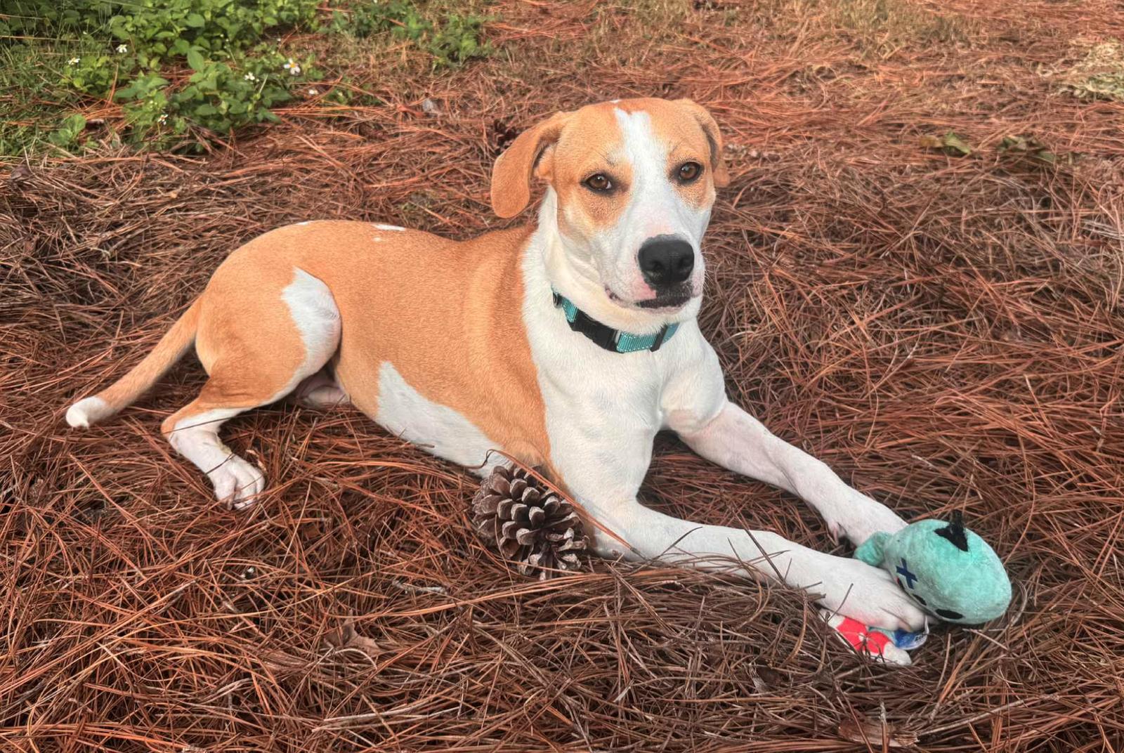 Peaches ADOPTION PENDING, Adoptable, Adult Female Hound.