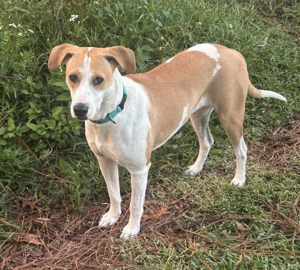 Peaches, a Adoptable Hound in Osteen, FL image 3/3