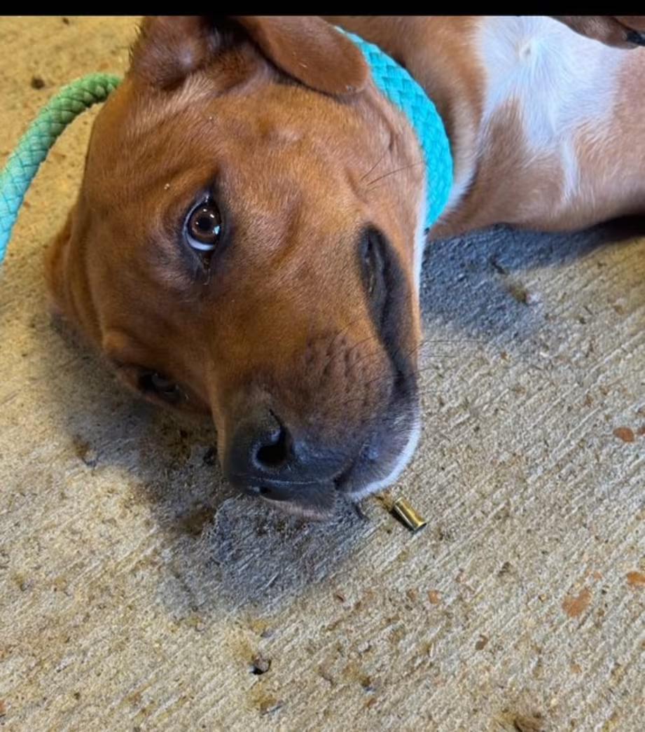 Jack, a ADOPTABLE mixed breed in Watertown, CT image 2/3