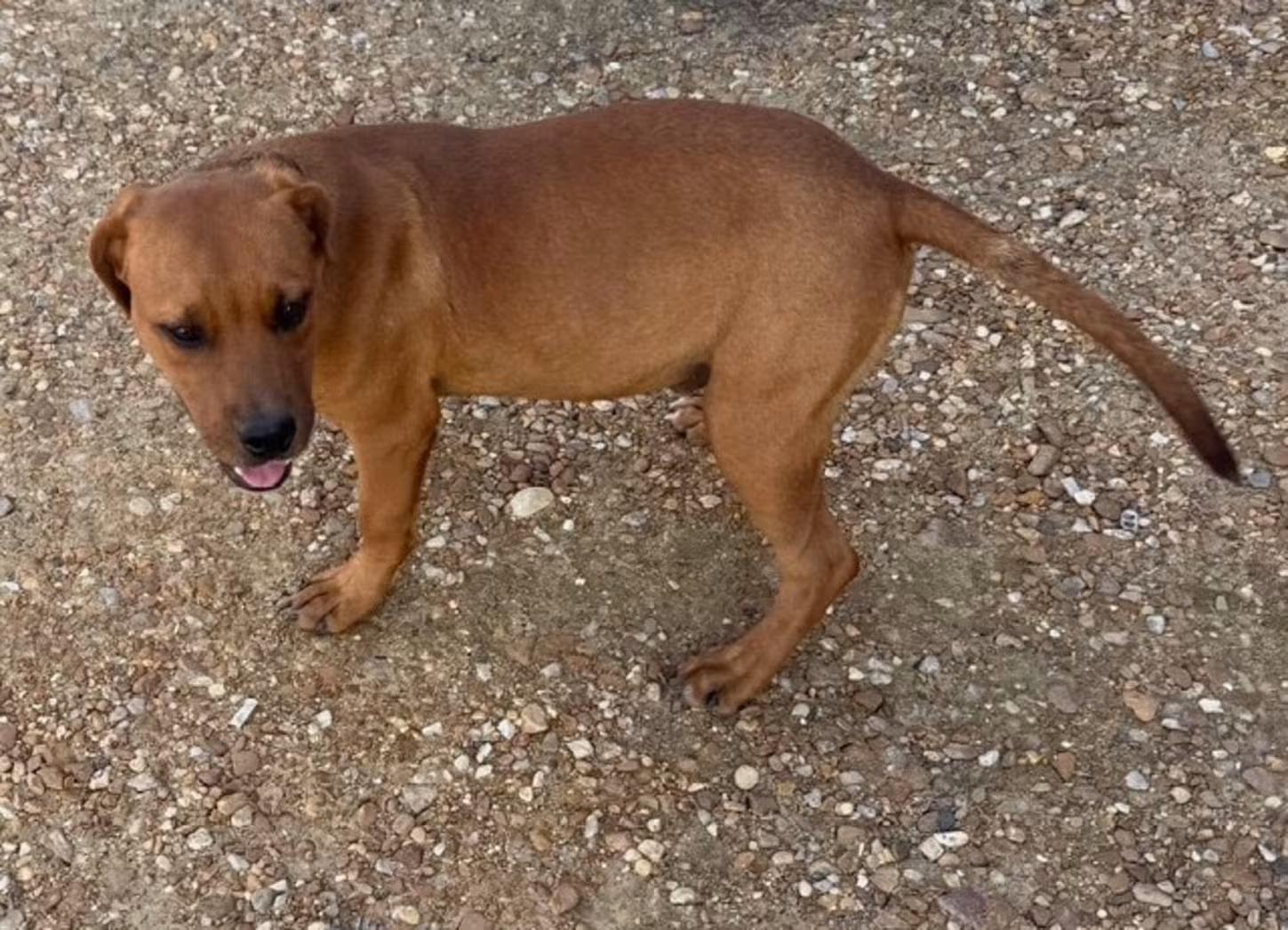 Jack, a ADOPTABLE mixed breed in Watertown, CT image 3/3