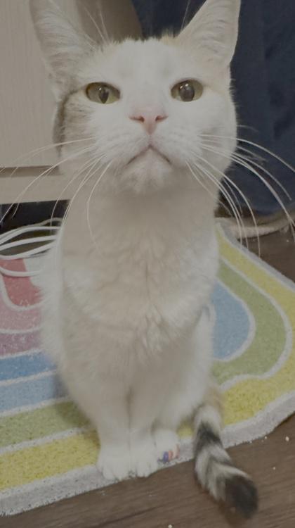 Juliet, Adoptable, Senior Female Domestic Short Hair & Domestic Short Hair.
