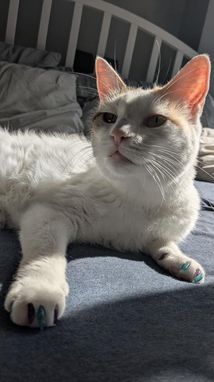 Juliet, Adoptable, Senior Female Domestic Short Hair & Domestic Short Hair.