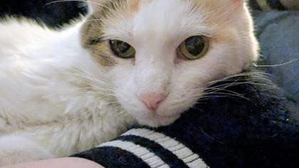 Enlarge Juliet, a Adoptable mixed breed in Seattle, WA image 3/3