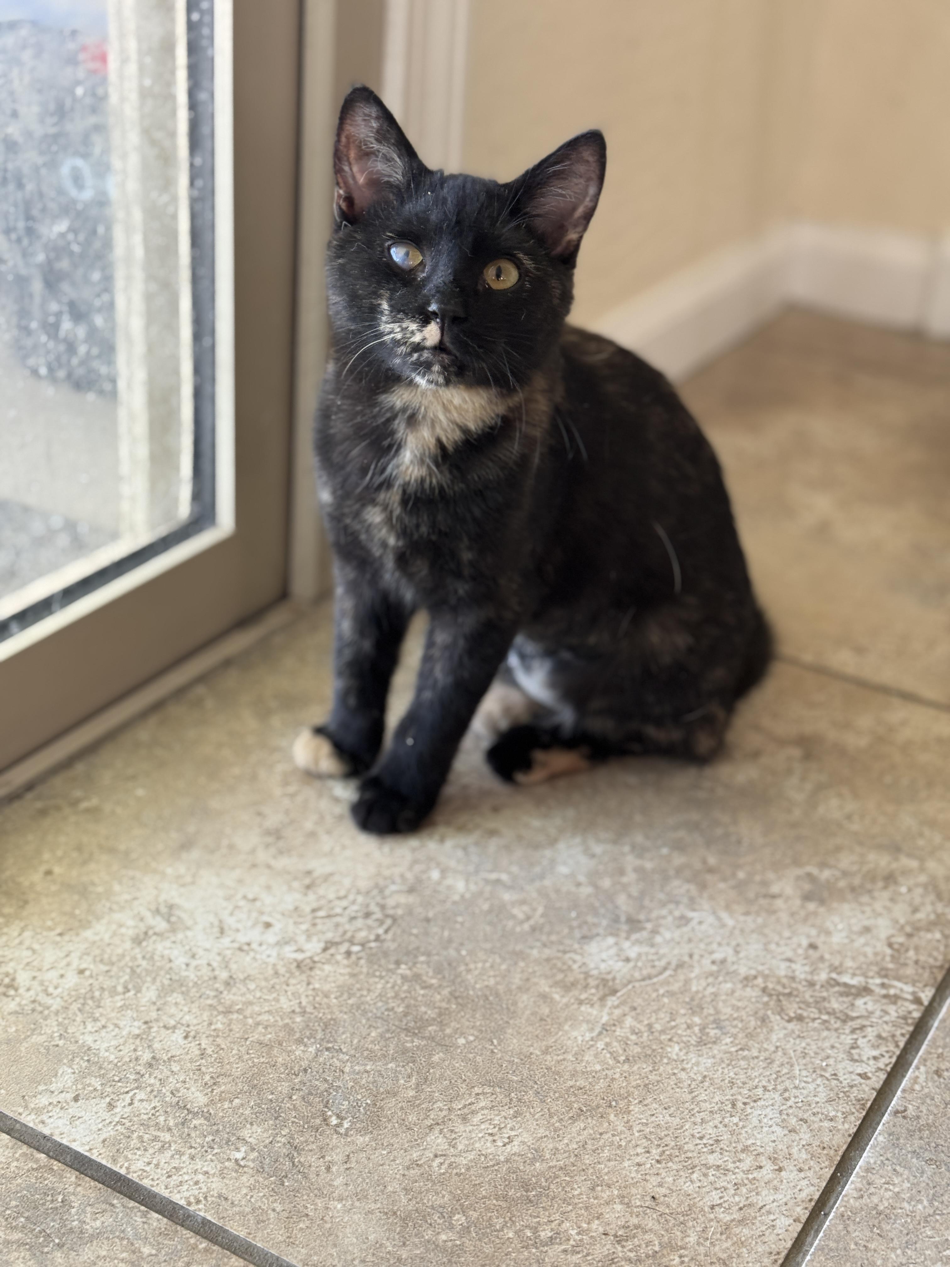 Fox, adopted, Kitten Female Domestic Short Hair.