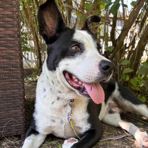 Danny Boy, a ADOPTABLE mixed breed in Williston, VT image 6/6