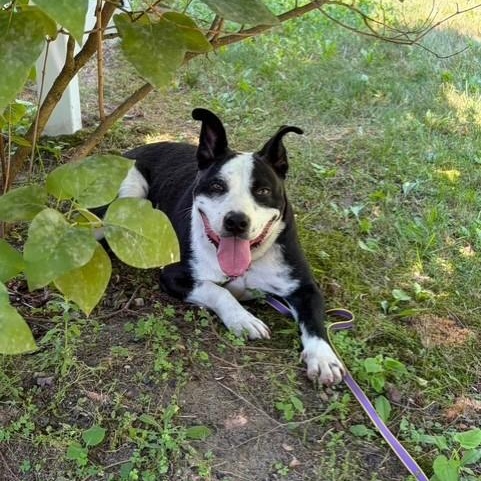 Danny Boy, a ADOPTABLE mixed breed in Williston, VT image 4/6
