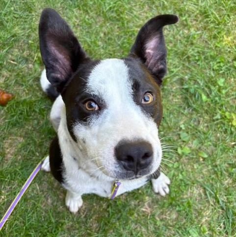 Danny Boy, ADOPTABLE, Young Male Labrador Retriever.