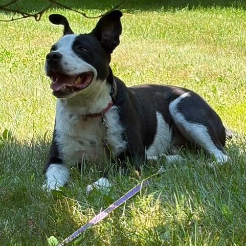 Danny Boy, a ADOPTABLE mixed breed in Williston, VT image 5/6