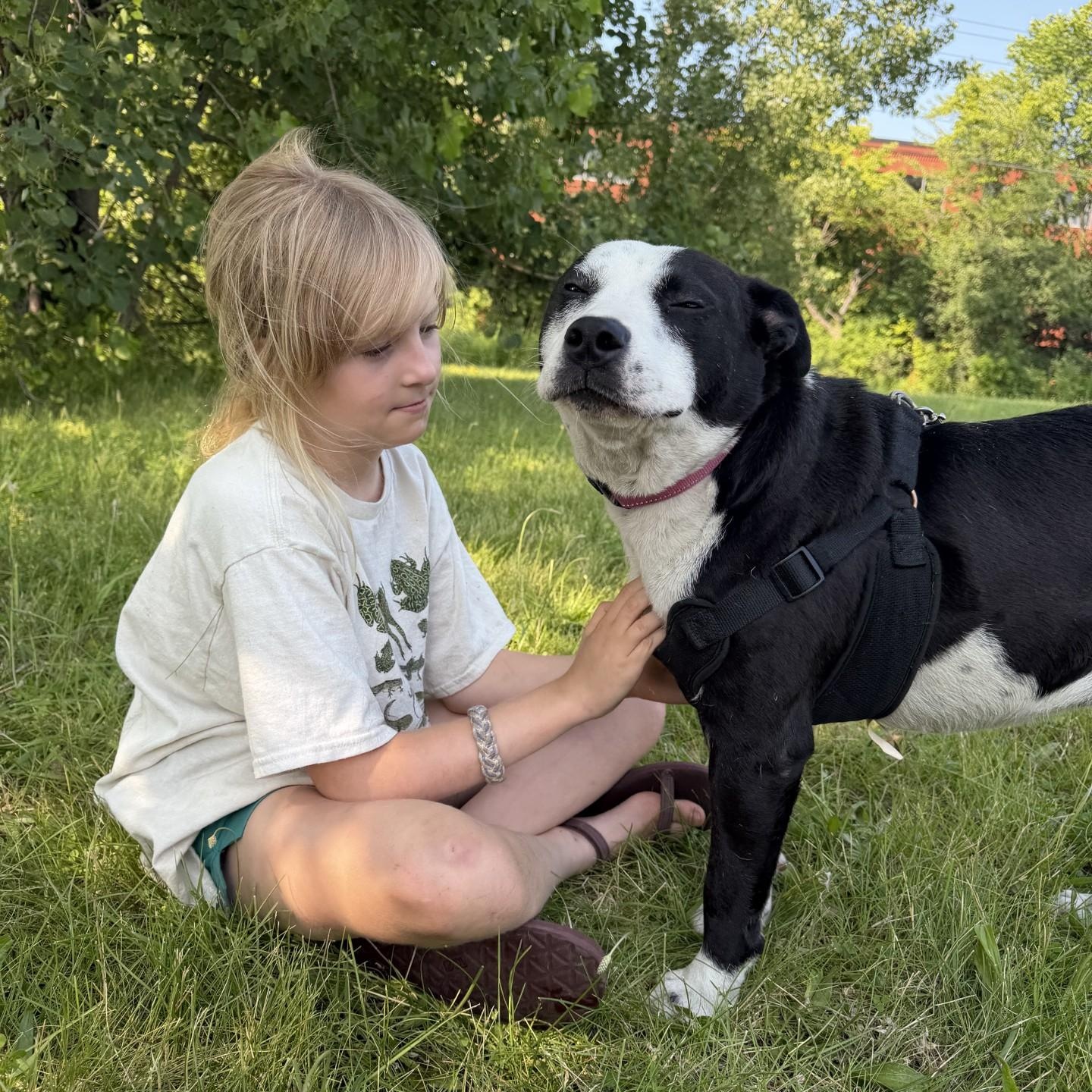 Danny Boy, a ADOPTABLE mixed breed in Williston, VT image 2/6