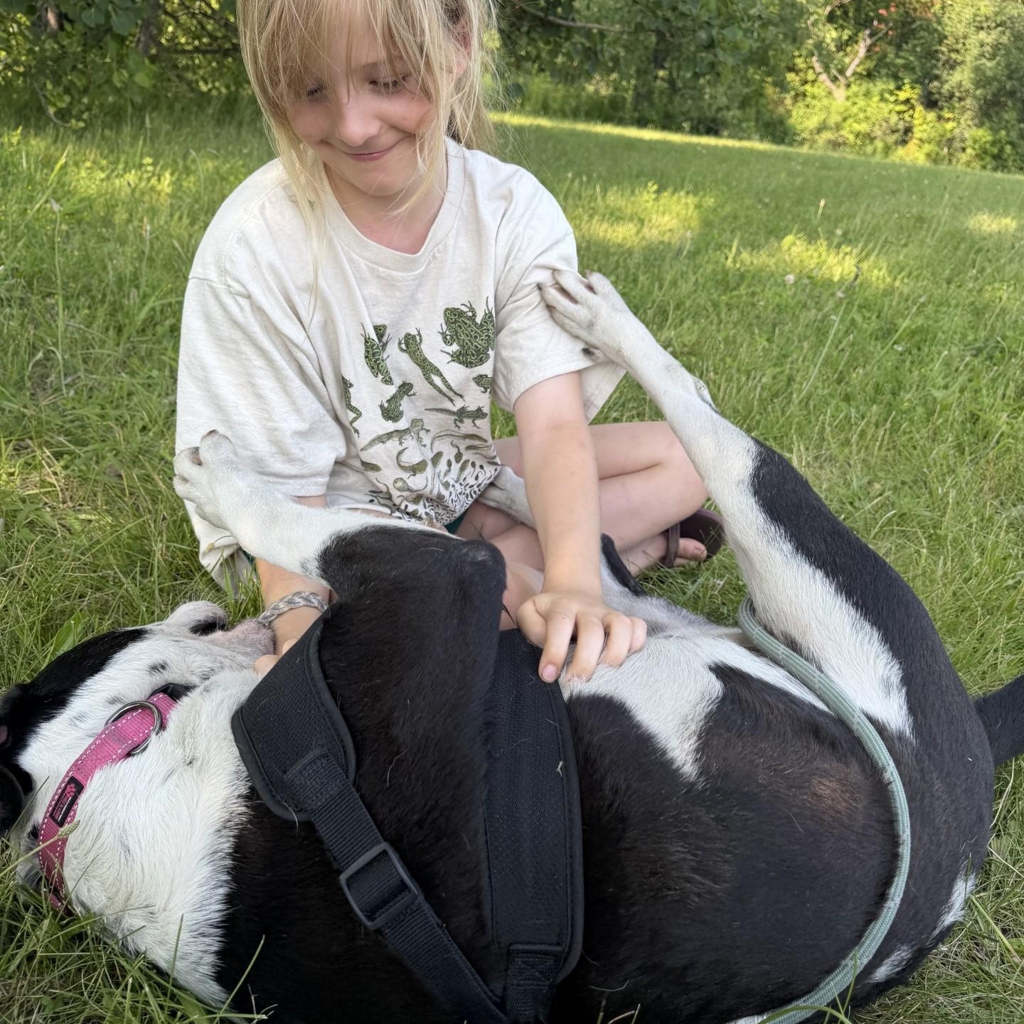 Danny Boy, a ADOPTABLE mixed breed in Williston, VT image 3/6
