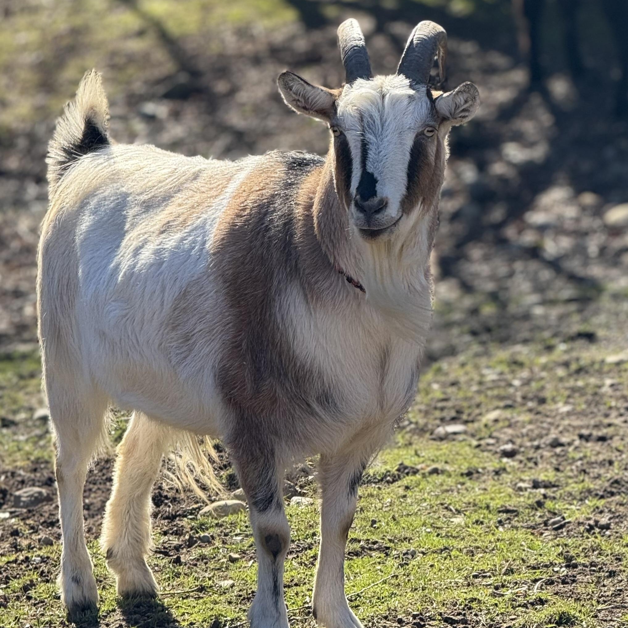 Tanner, Adult Male unknown
