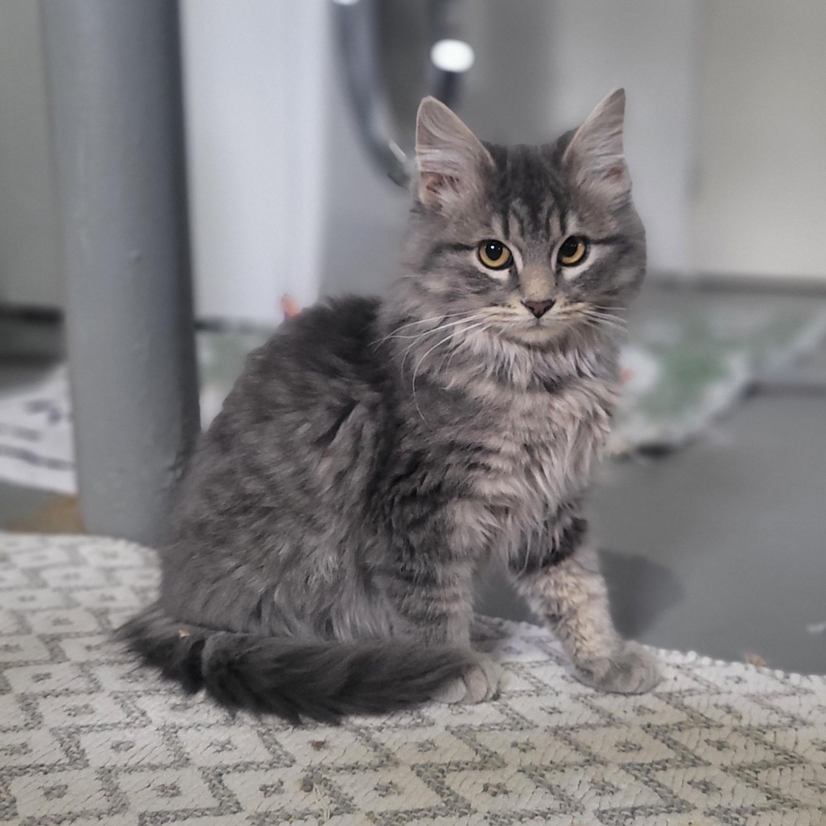 Katydid , Adoptable, Kitten Female Domestic Long Hair & Tabby.