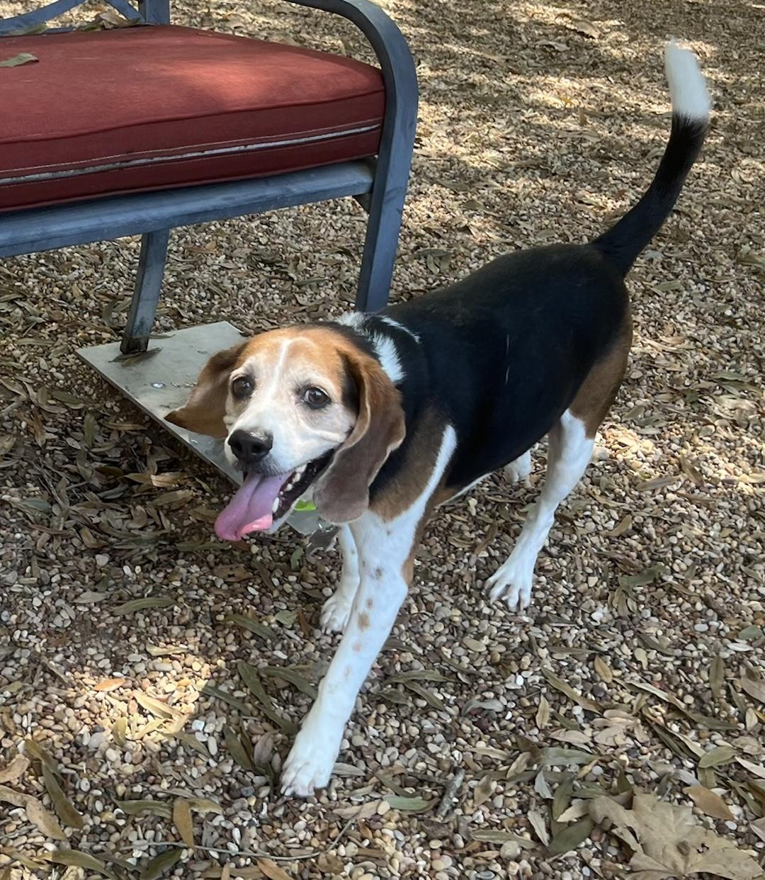 Enlarge Kovi, a Adoptable Beagle in Tomball, TX image 4/6