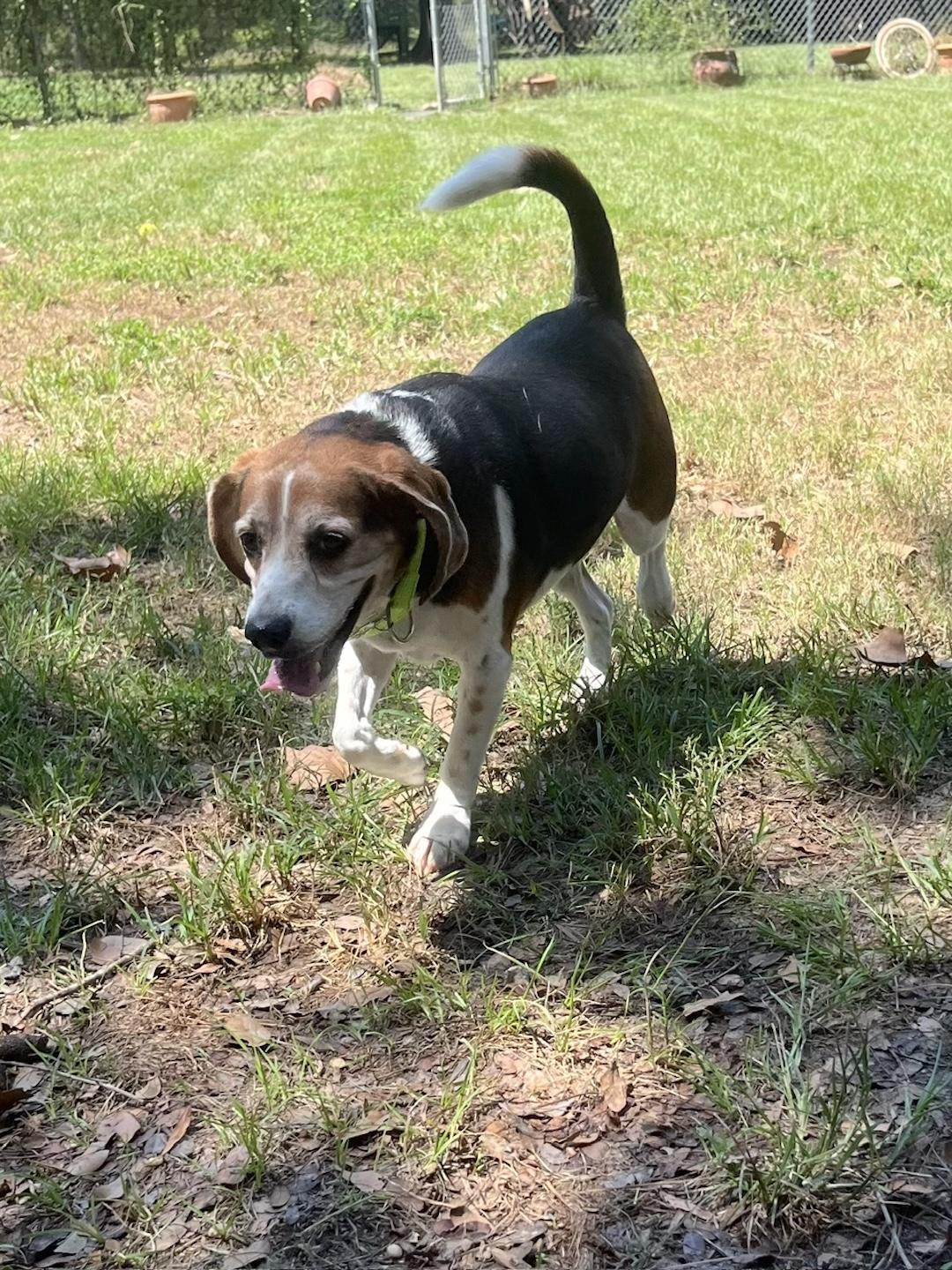 Enlarge Kovi, a Adoptable Beagle in Tomball, TX image 6/6
