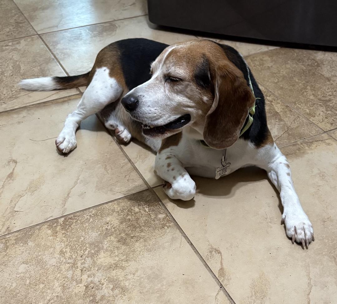 Enlarge Kovi, a Adoptable Beagle in Tomball, TX image 5/6