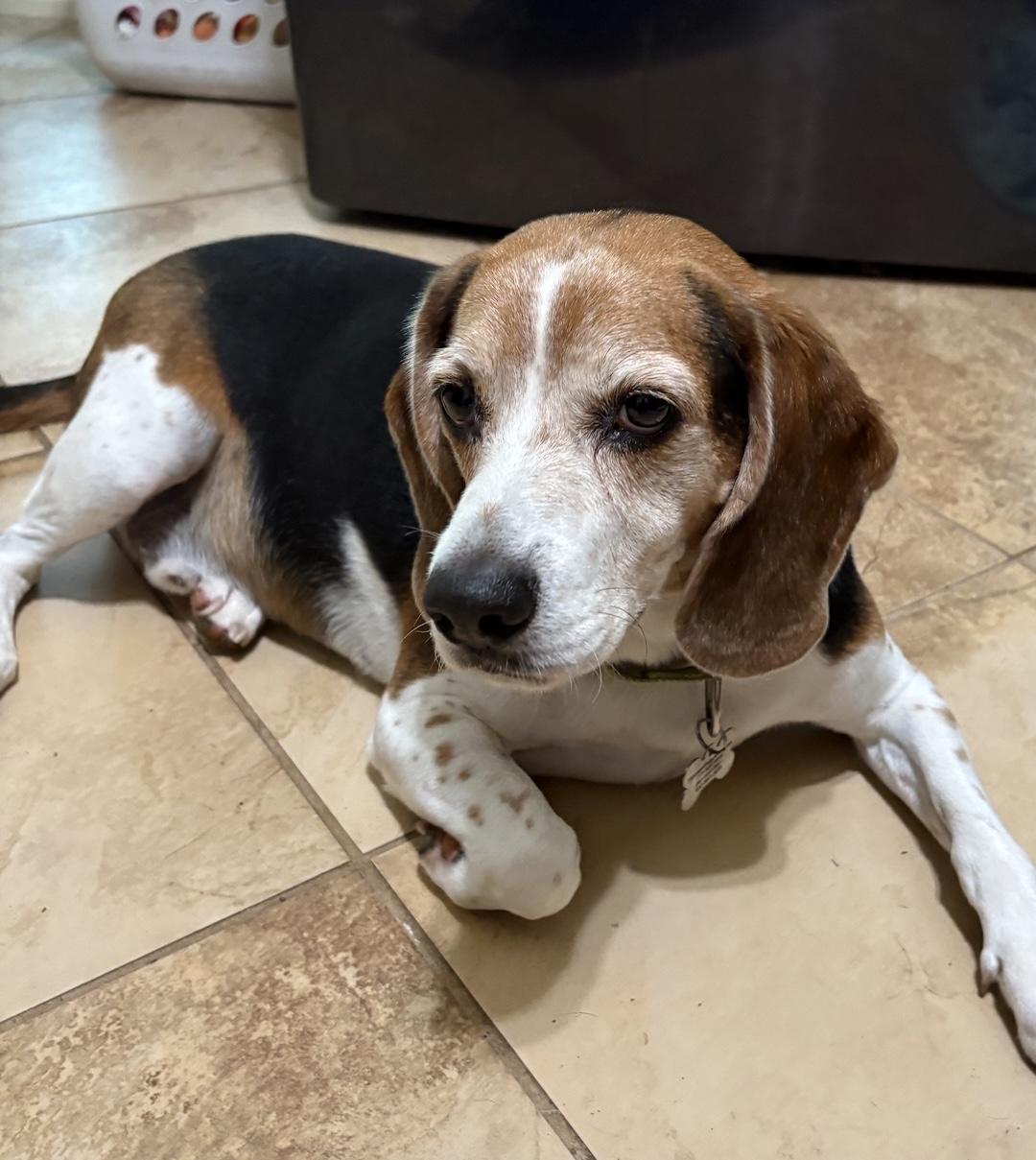 Enlarge Kovi, a Adoptable Beagle in Tomball, TX image 3/6