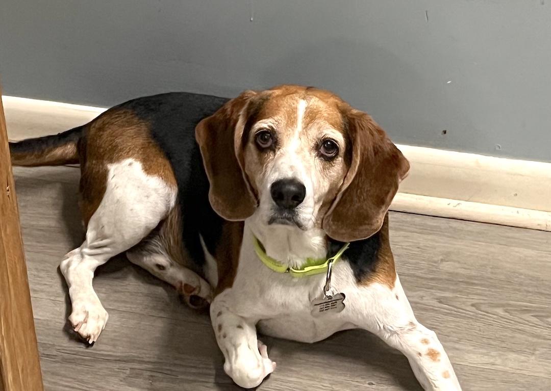 Enlarge Kovi, a Adoptable Beagle in Tomball, TX image 2/6