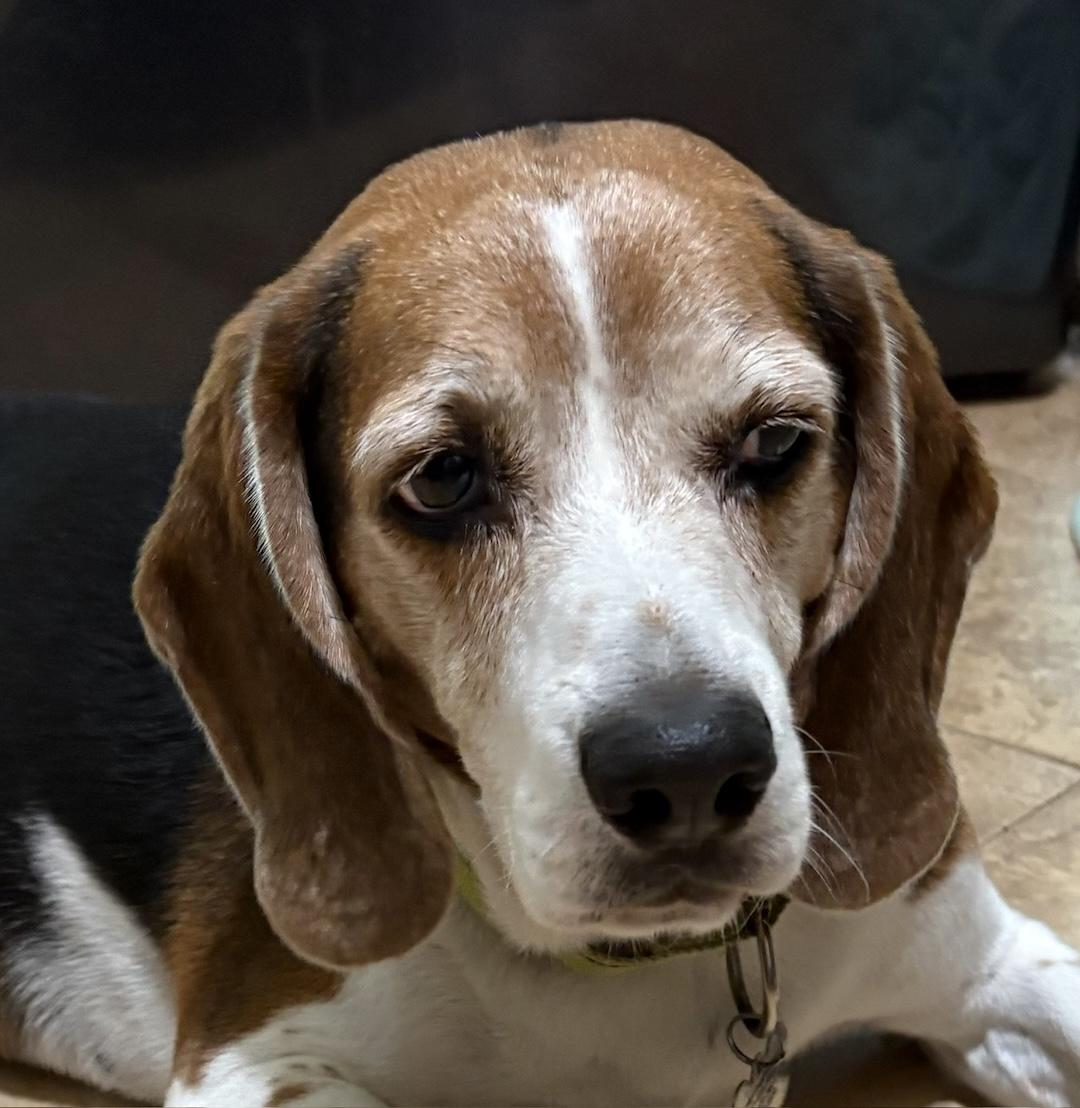 Kovi, Adoptable, Adult Male Beagle.